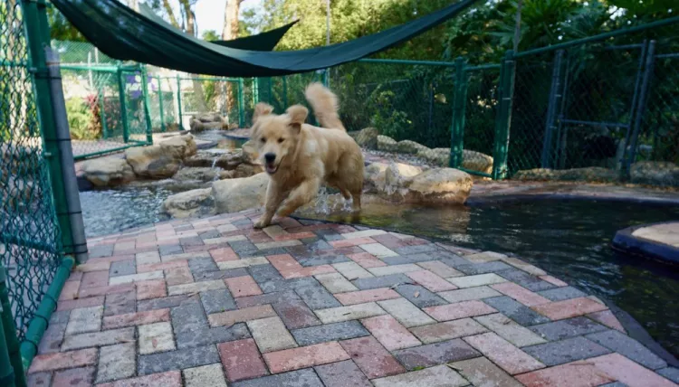 Holly Acres Pet Resort, Florida, Davie